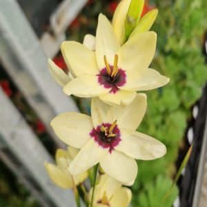 Ixia 'Hogarth'