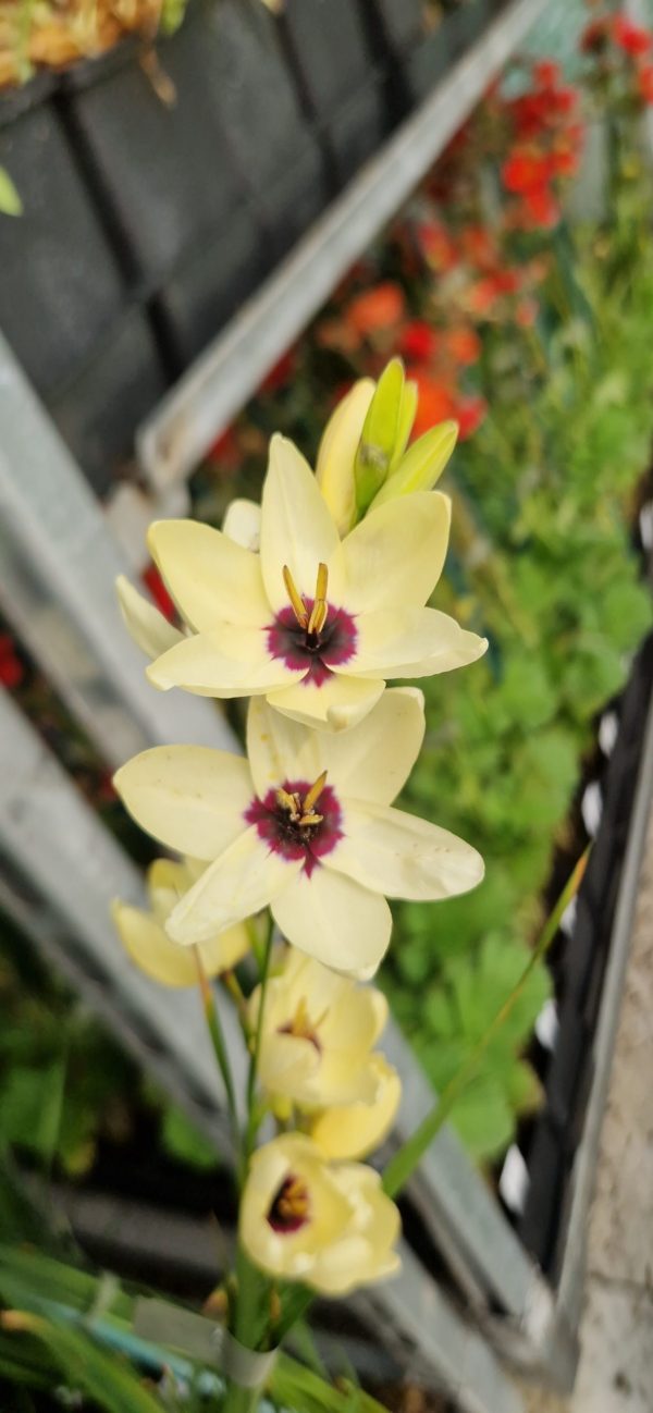 Ixia 'Hogarth'