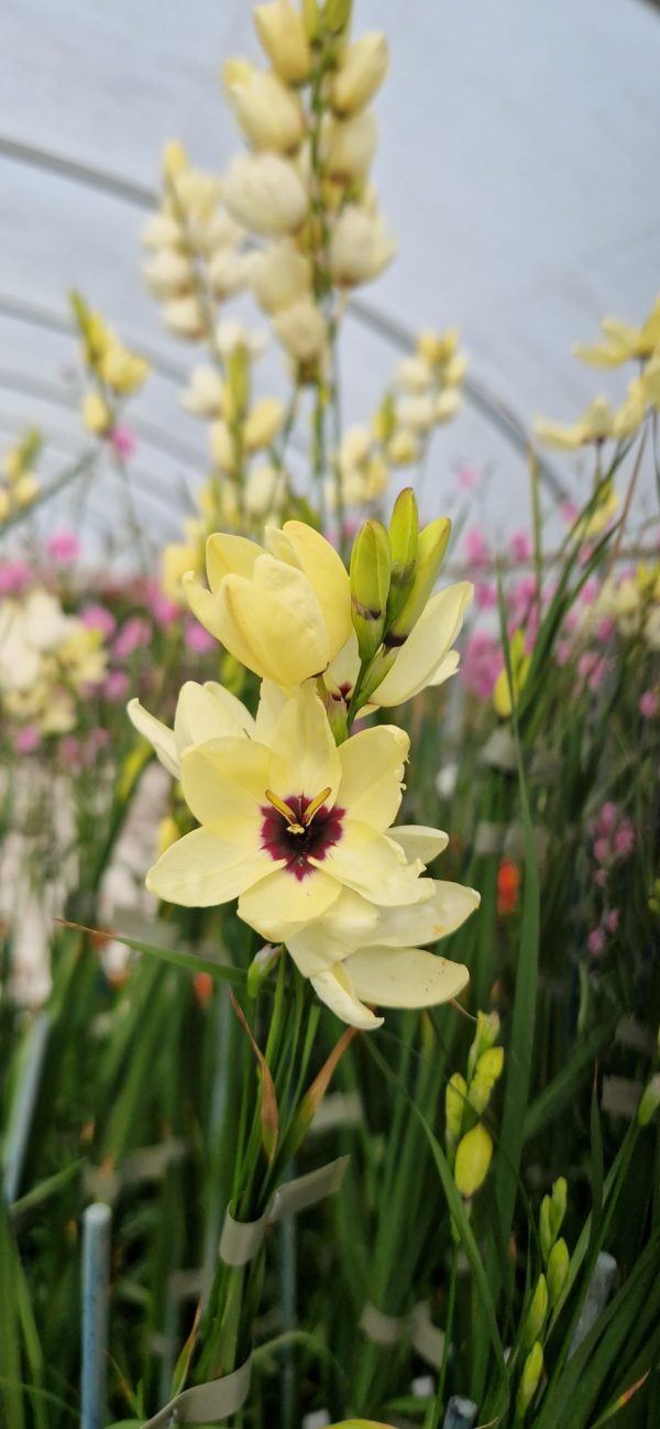 Ixia 'Hogarth'
