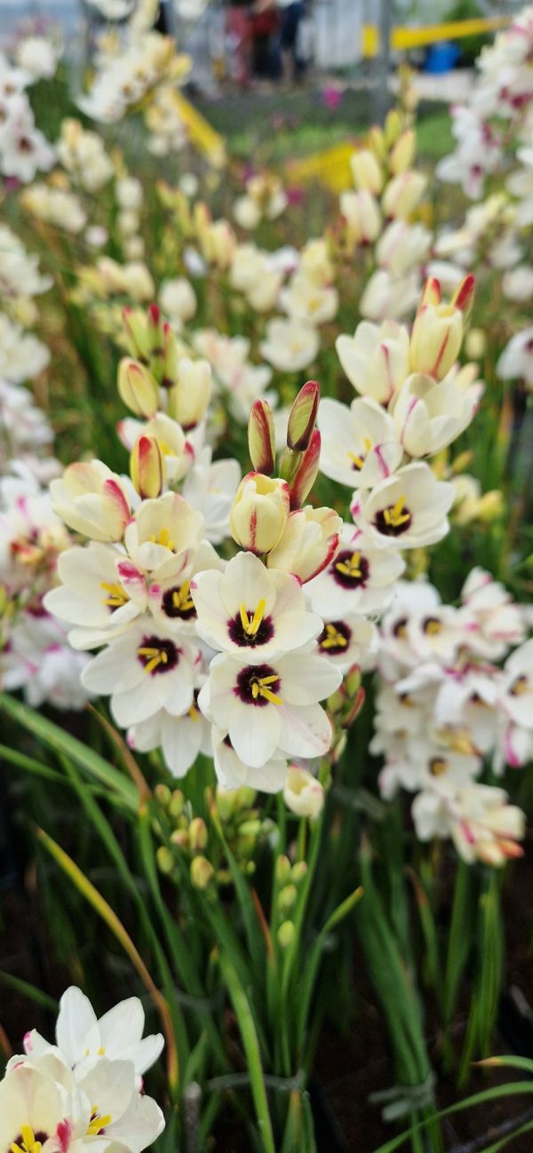 Ixia 'Spotlight'