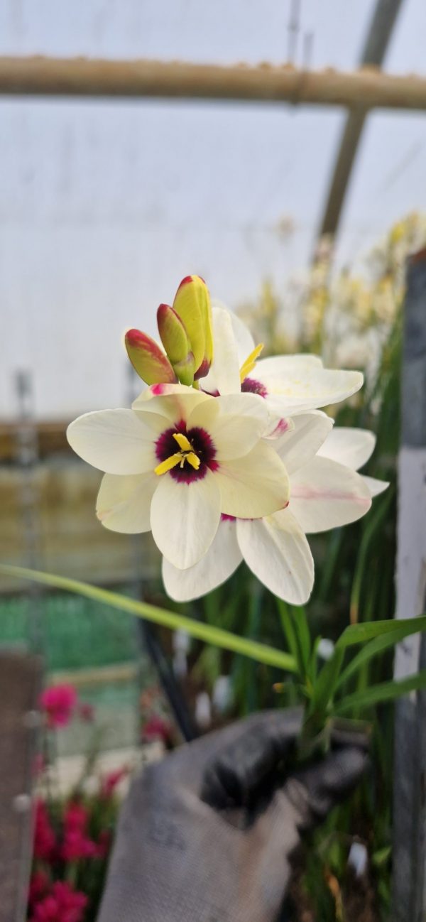Ixia 'Spotlight' Ixia 'Spotlight'