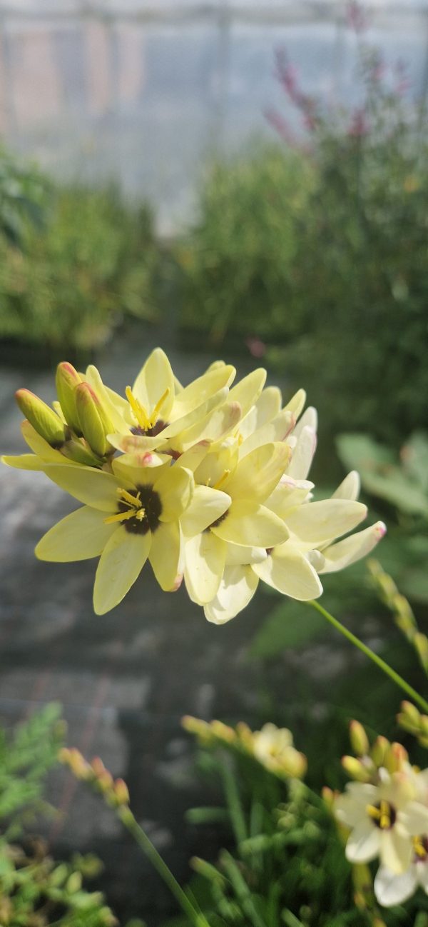 Ixia 'Spotlight'2