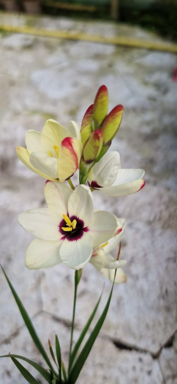Ixia 'Spotlight'2 Ixia 'Spotlight'