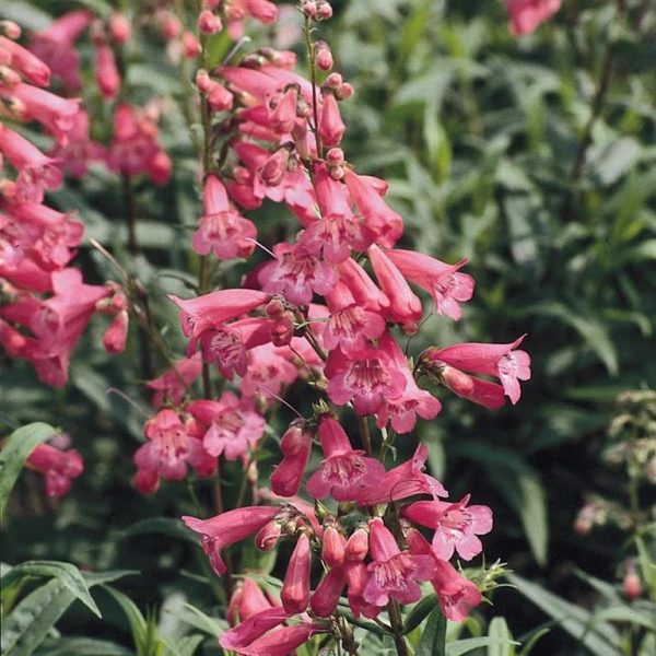 Penstemon 'Hewell`s Pink'