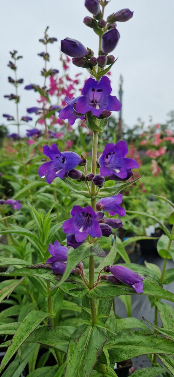 Penstemon 'Woodpecker'