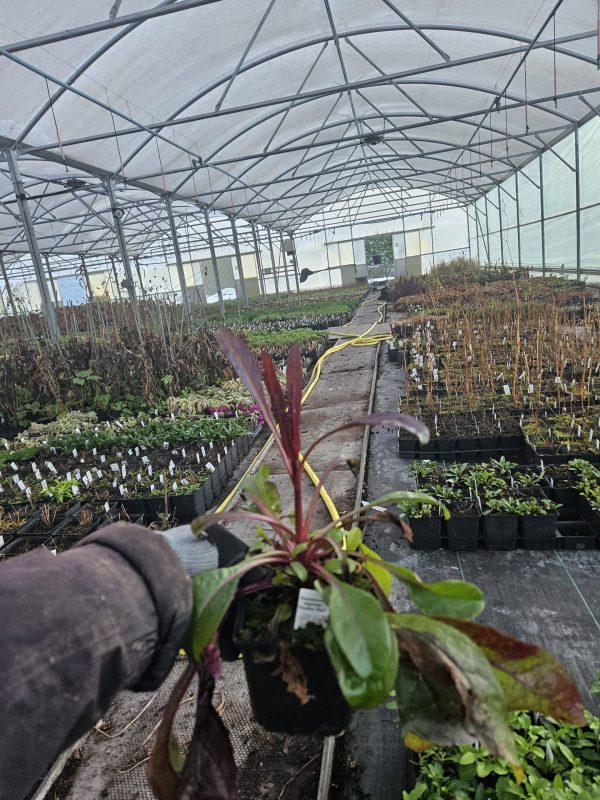 Penstemon digitalis 'Husker Red' Penstemon digitalis 'Husker Red'