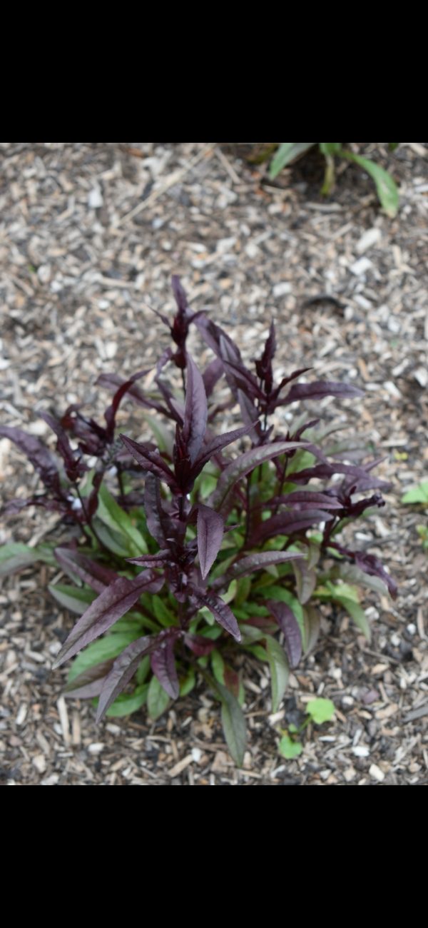 Penstemon digitalis 'Husker Red'2 Penstemon digitalis 'Husker Red'