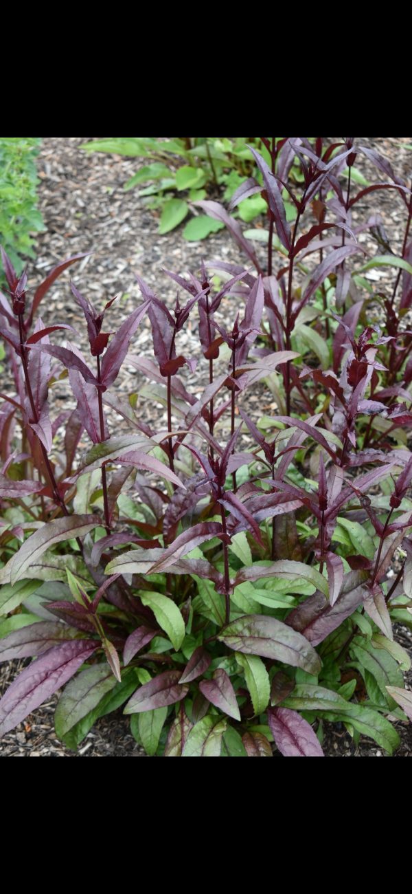 Penstemon digitalis 'Husker Red'3 Penstemon digitalis 'Husker Red'