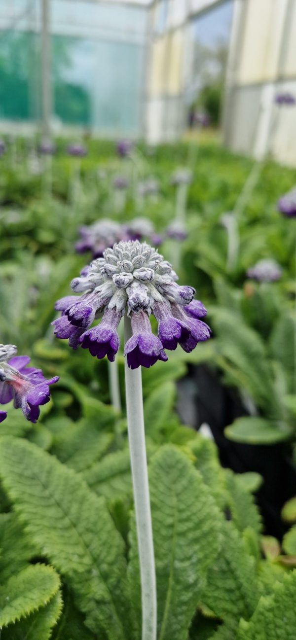 Primula capitata 'Salvana' Primula capitata 'Salvana'