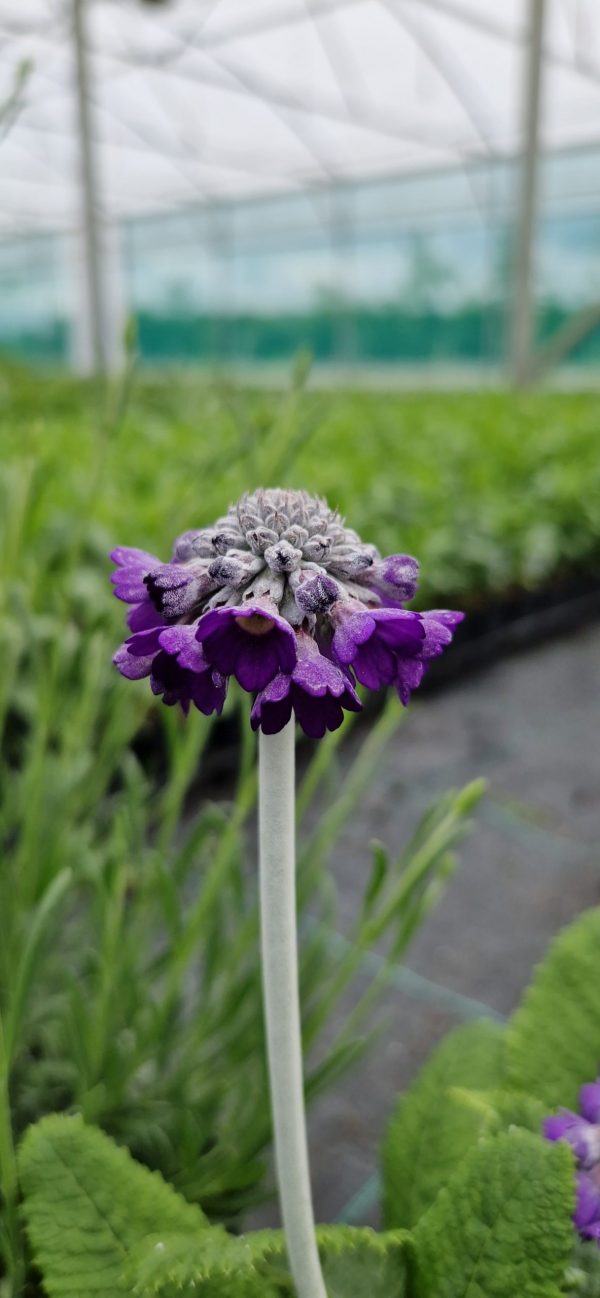 Primula capitata 'Salvana'2 Primula capitata 'Salvana'