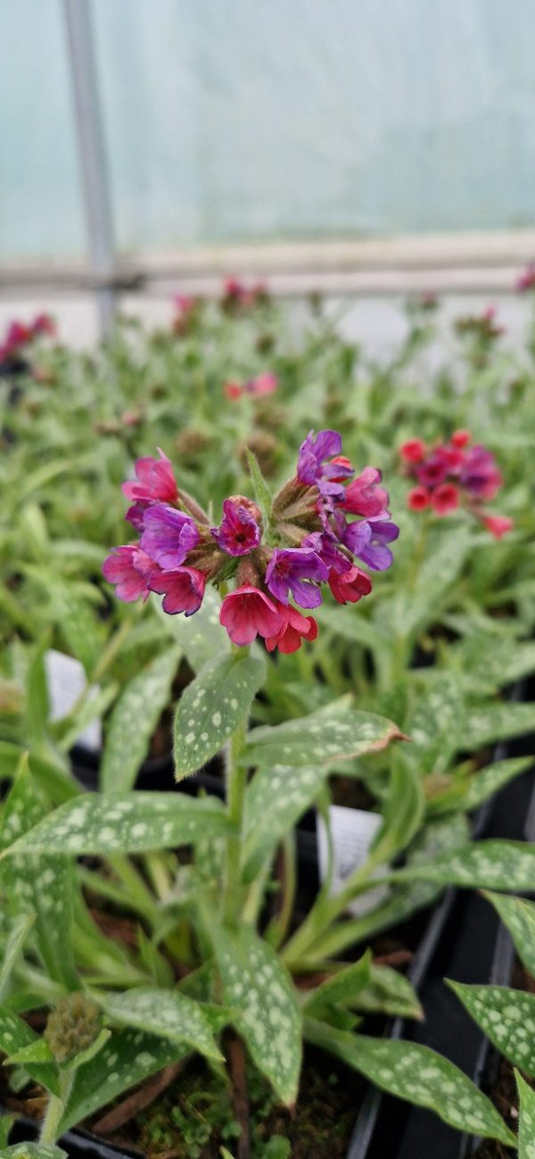 Pulmonaria raspberry3