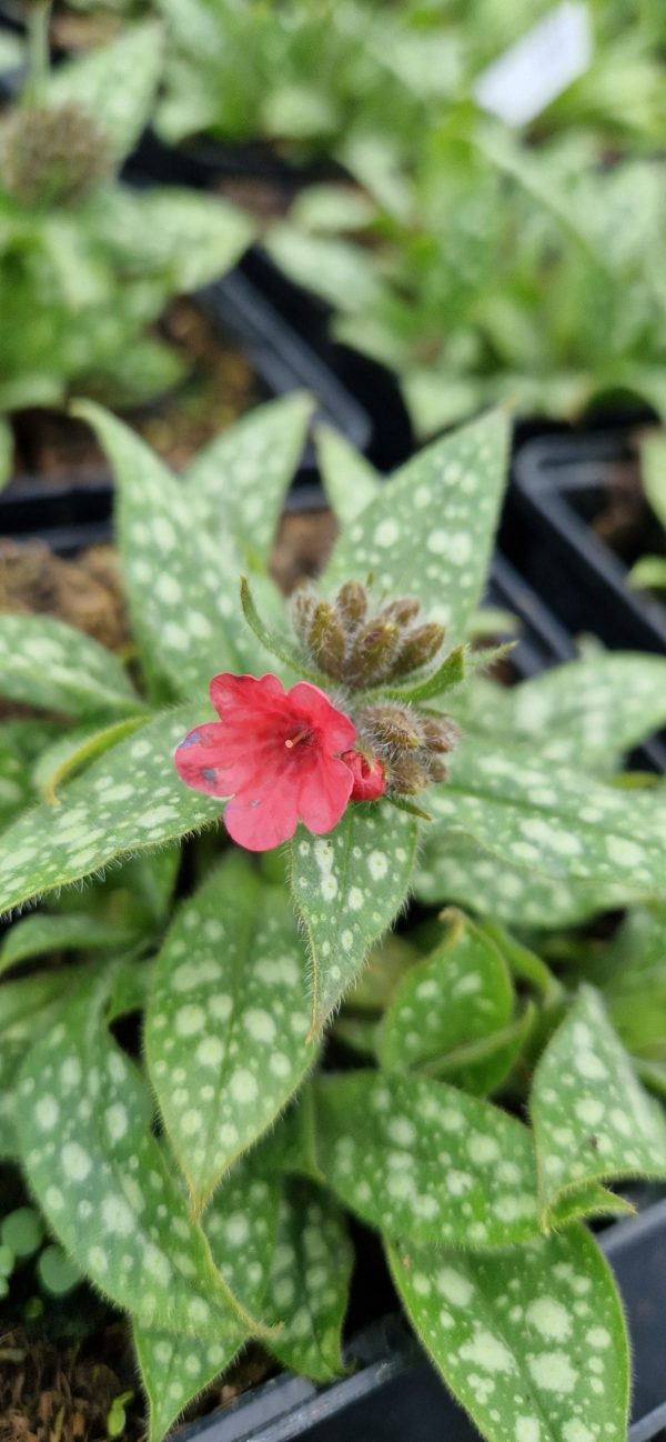 Pulmonaria shrimp