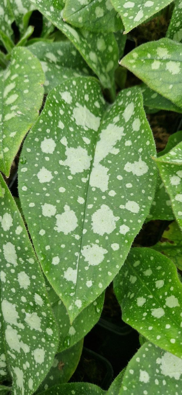Pulmonaria x hybrida 'Shrimps on the Barbie'