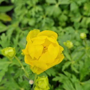 Trollius x cultorum ‘Lemon Supreme’