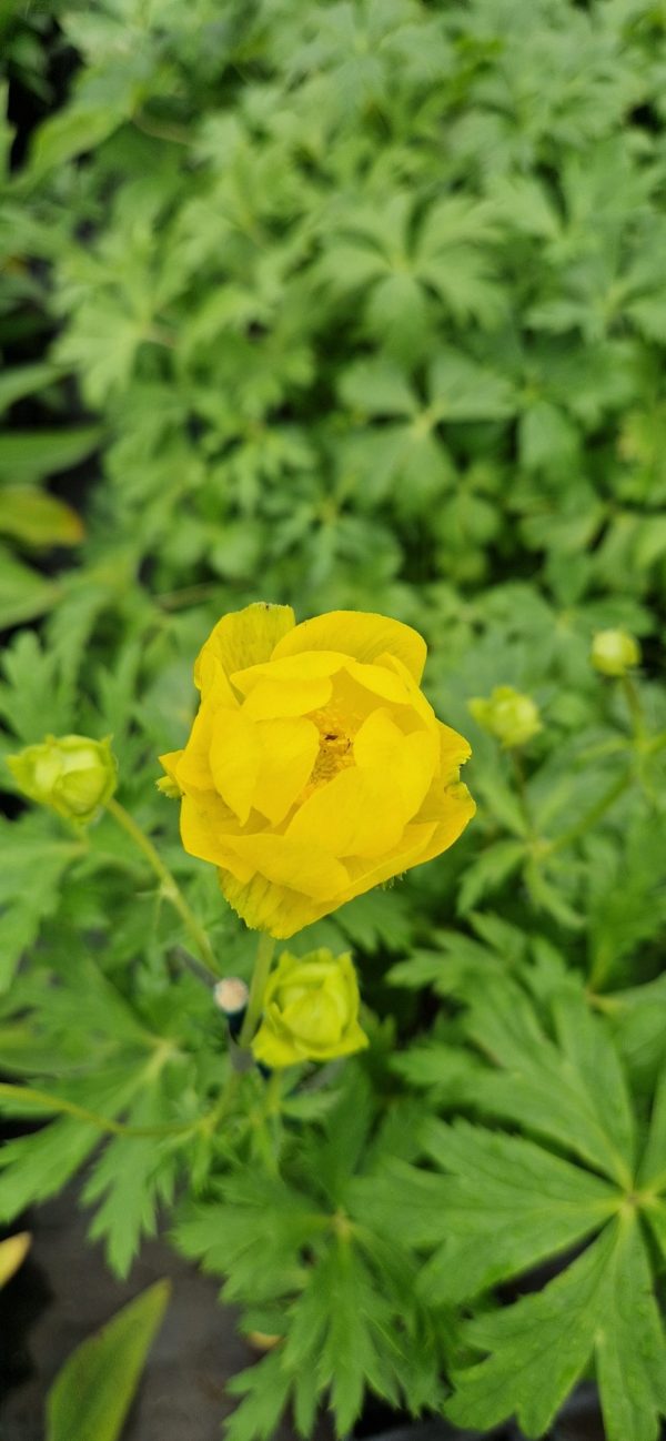 Trollius x cultorum ‘Lemon Supreme’