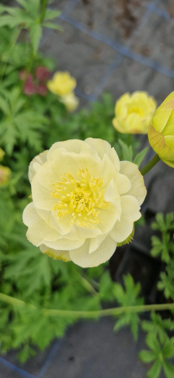 Trollius x cultorum 'Full Moon' Trollius x cultorum 'Full Moon'
