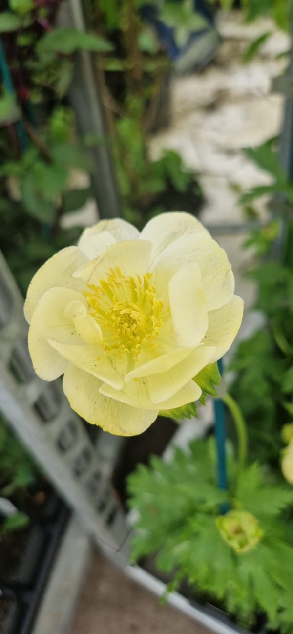 Trollius x cultorum 'Full Moon'2 Trollius x cultorum 'Full Moon'