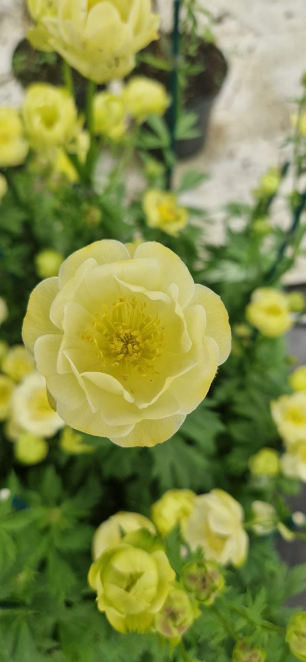 Trollius x cultorum 'Full Moon'3 Trollius x cultorum 'Full Moon'