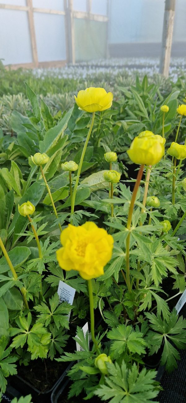 Trollius x cultorum ‘Lemon Supreme’