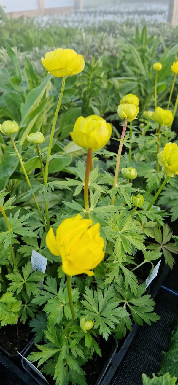 Trollius x cultorum ‘Lemon Supreme’