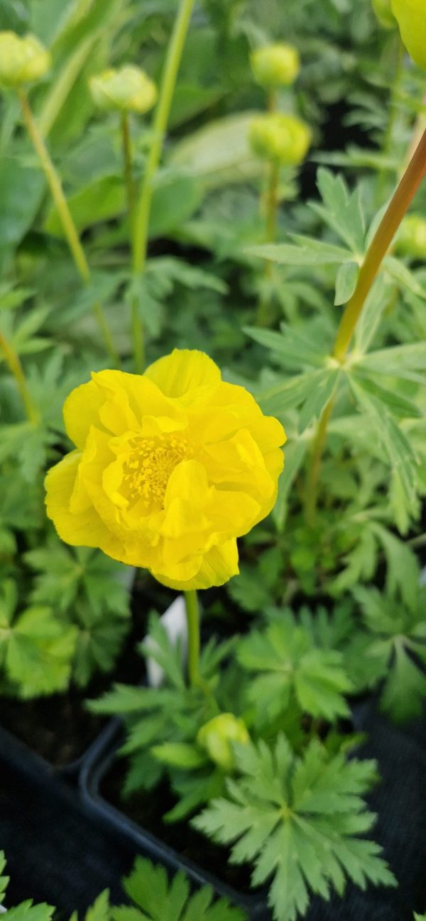 Trollius x cultorum ‘Lemon Supreme’