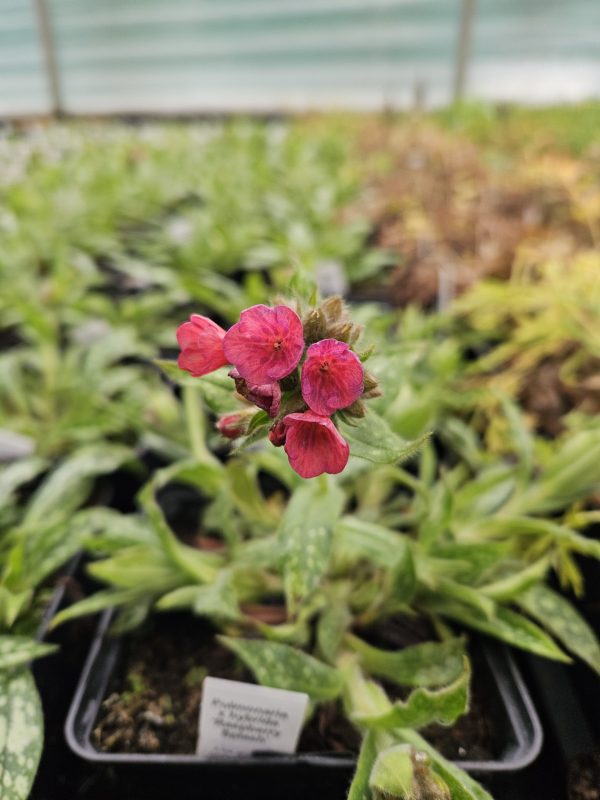 trello3848733884532628314