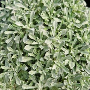 Antennaria dioica 'Alex Duguid'