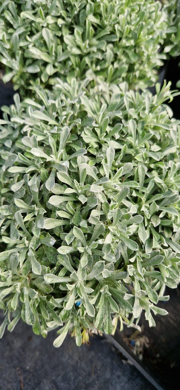 Antennaria dioica 'Alex Duguid' Antennaria dioica 'Alex Duguid'