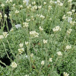 Antennaria dioica ‘Alba’
