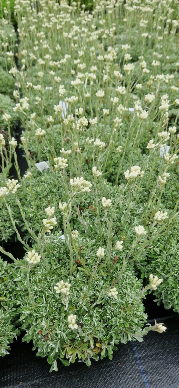 Antennaria dioica ‘Alba’ Antennaria dioica ‘Alba’