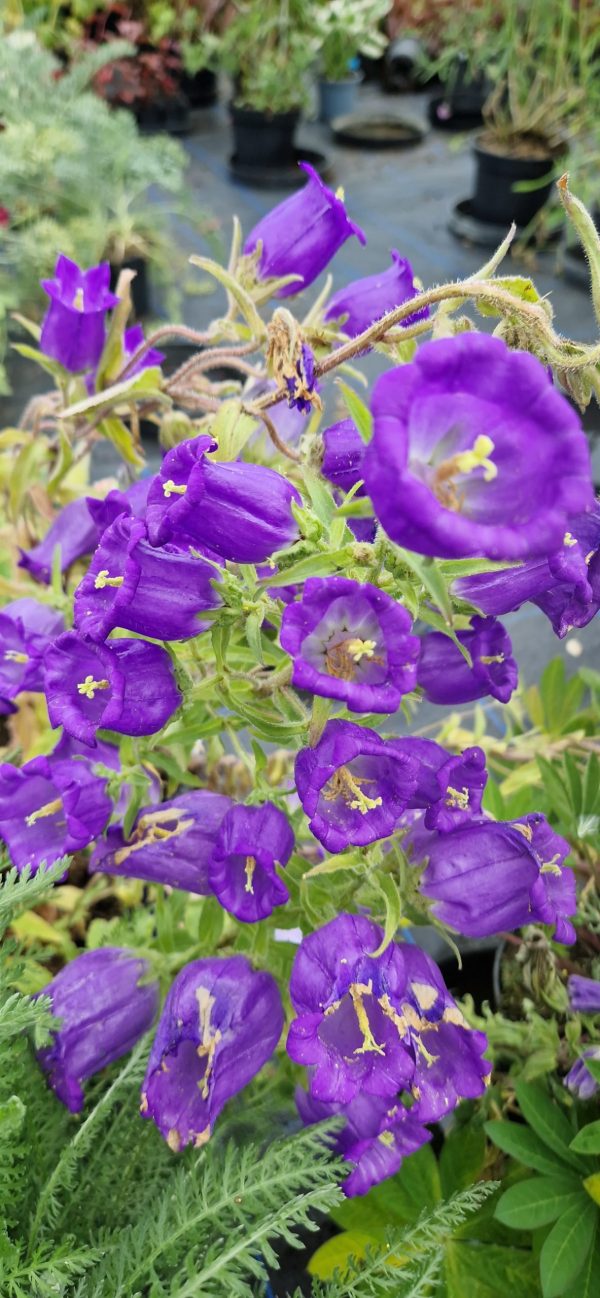 Campanula medium var. calycanthema Campanula medium var. calycanthema