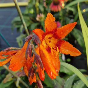 Crocosmia 'Emily Mckenzie'