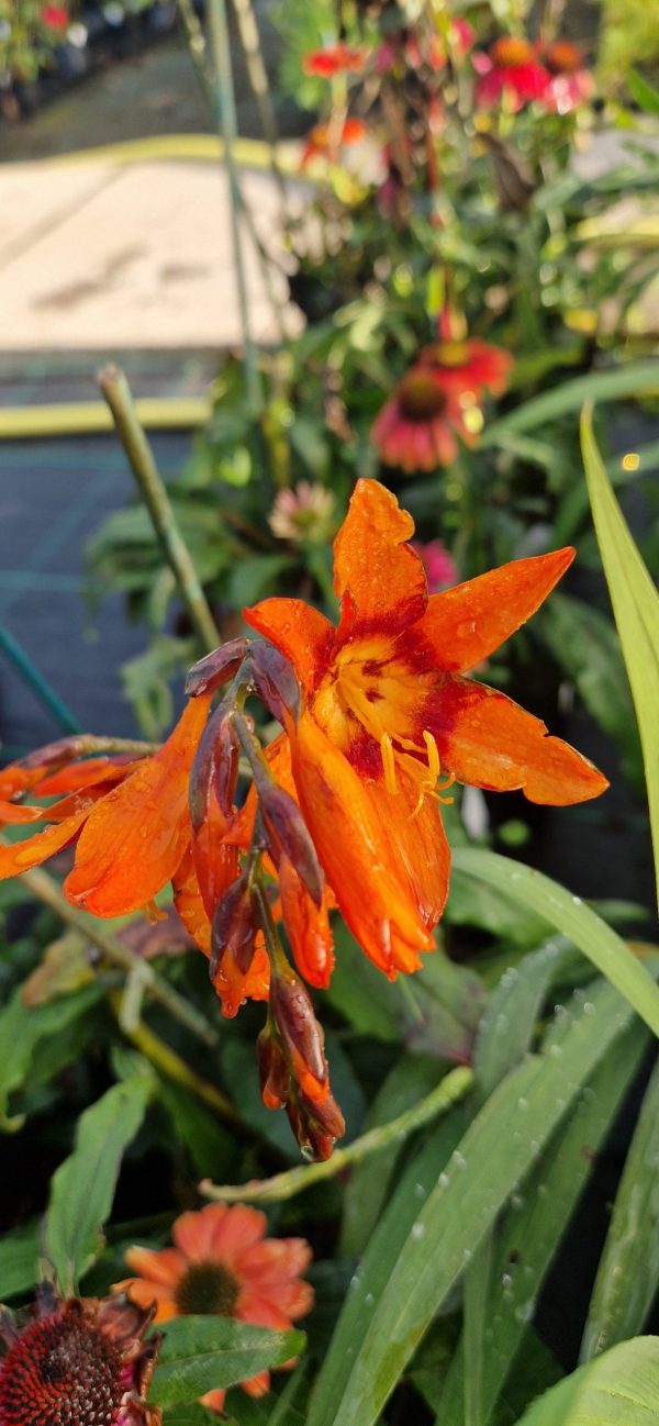 Crocosmia 'Emily Mckenzie'