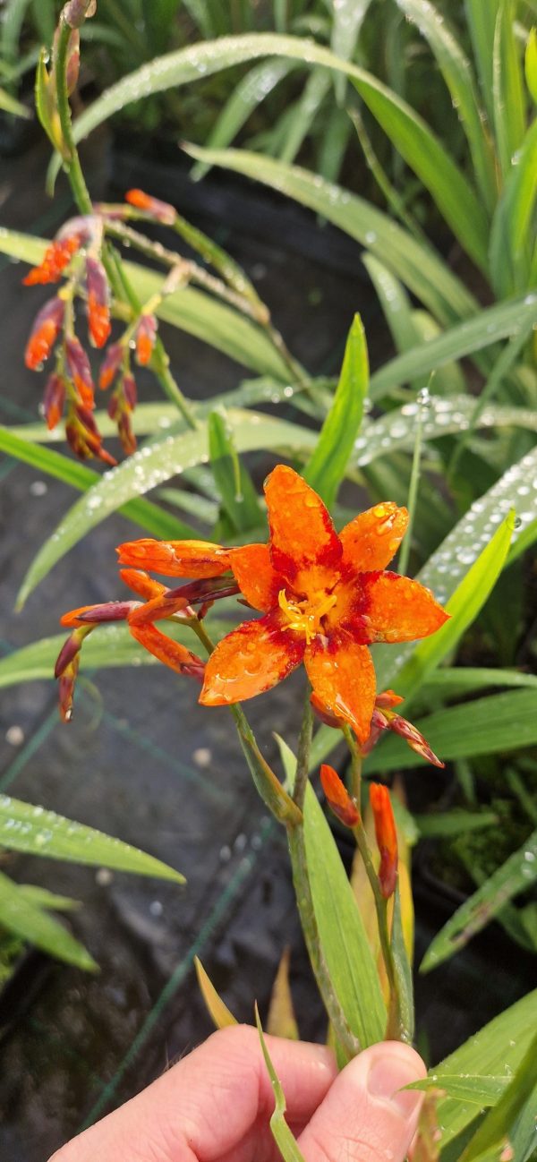 Crocosmia 'Emily Mckenzie'