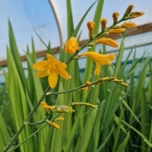Crocosmia 'Suzanna'