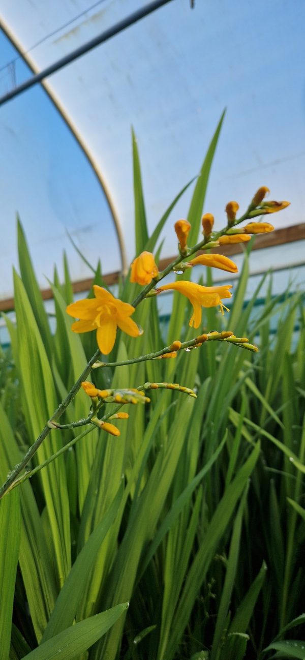Crocosmia 'Suzanna'