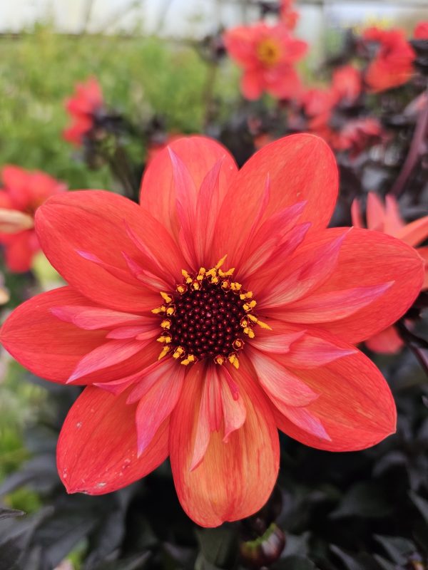 Dahlia '15 Love' Dahlia '15 Love'