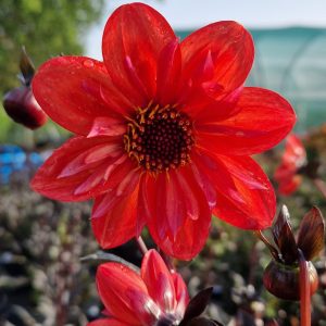 Dahlia '15 Love'
