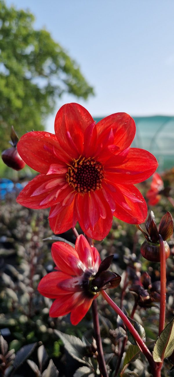 Dahlia '15 Love' Dahlia '15 Love'