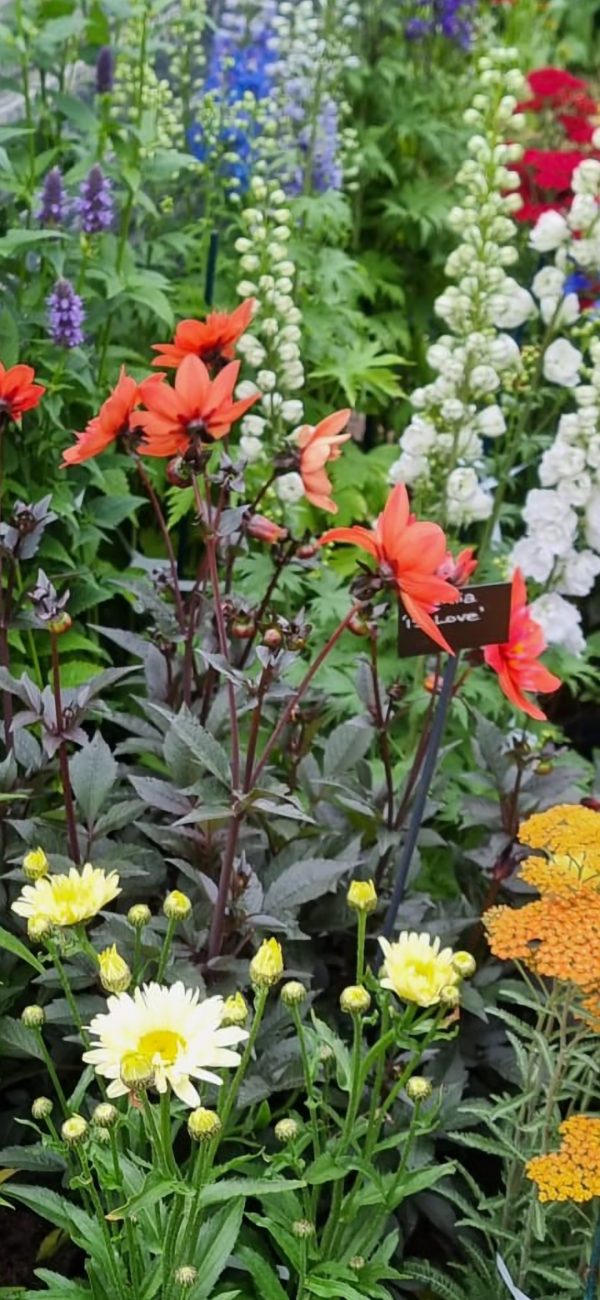 Dahlia '15 Love'2 Dahlia '15 Love'