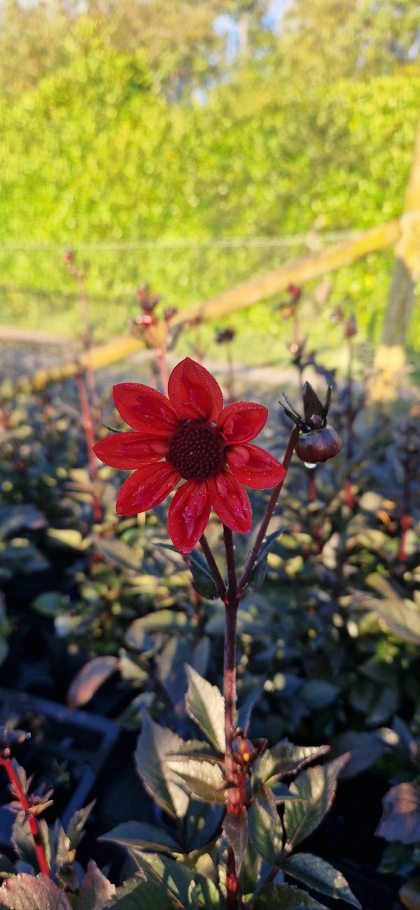 Dahlia '15 Love'2 Dahlia '15 Love'