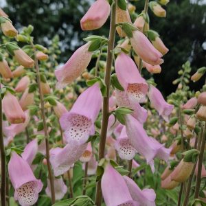 Digitalis 'Lucas Light Pink'