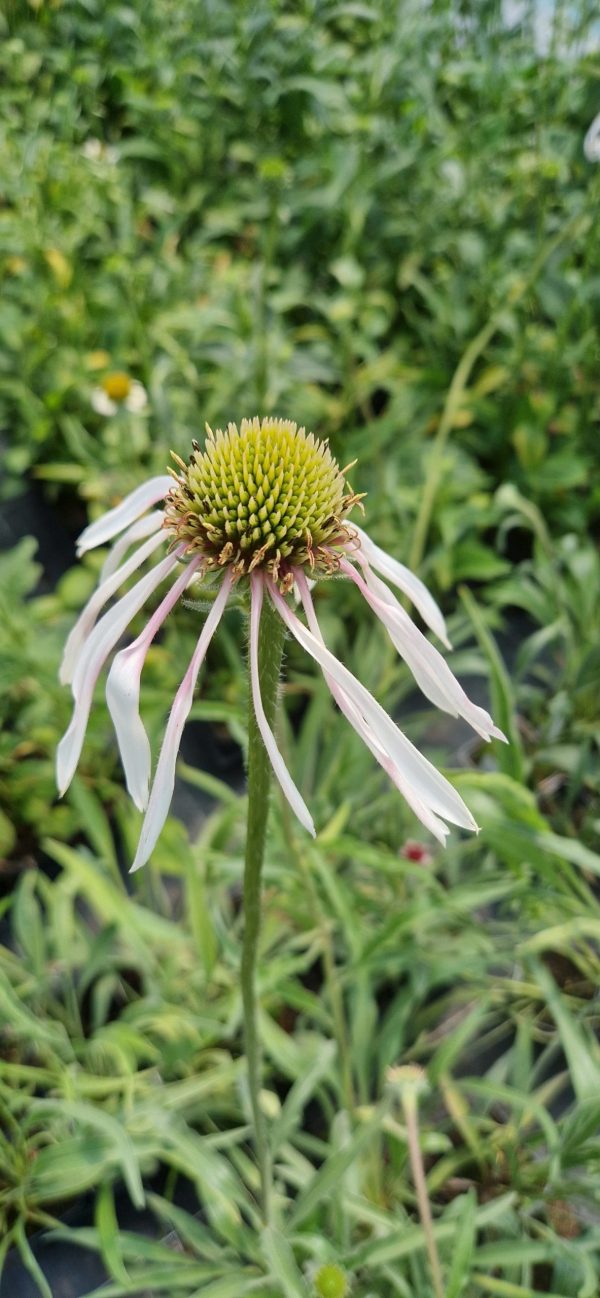 Echinacea pallida 'Hula Dancer'