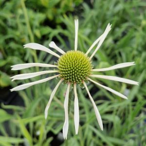 Echinacea pallida 'Hula Dancer'