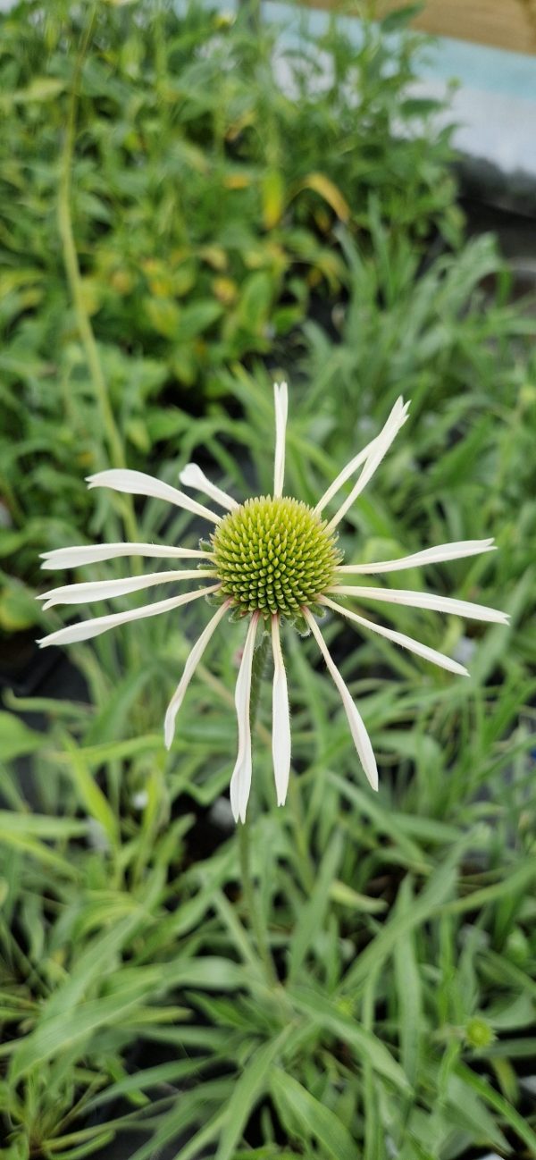 Echinacea pallida 'Hula Dancer'