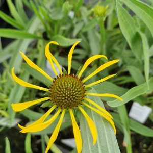 Echinacea paradoxa