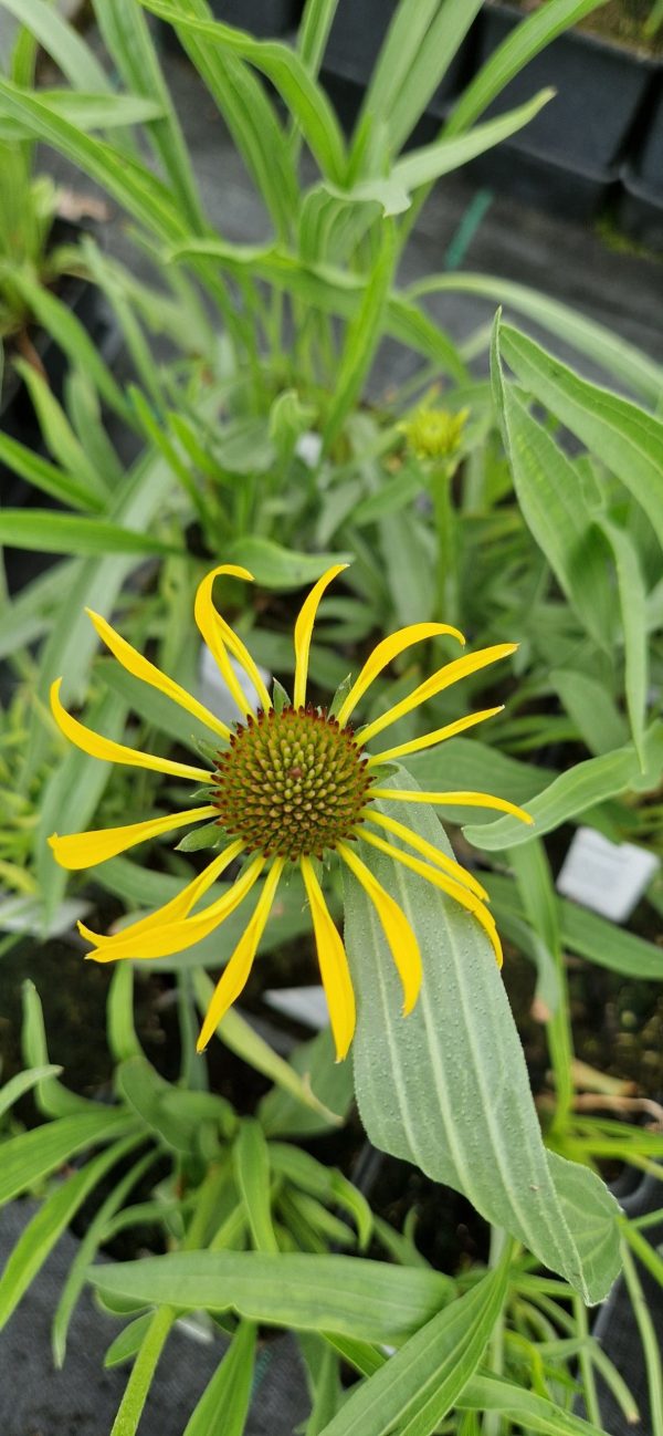 Echinacea paradoxa Echinacea paradoxa
