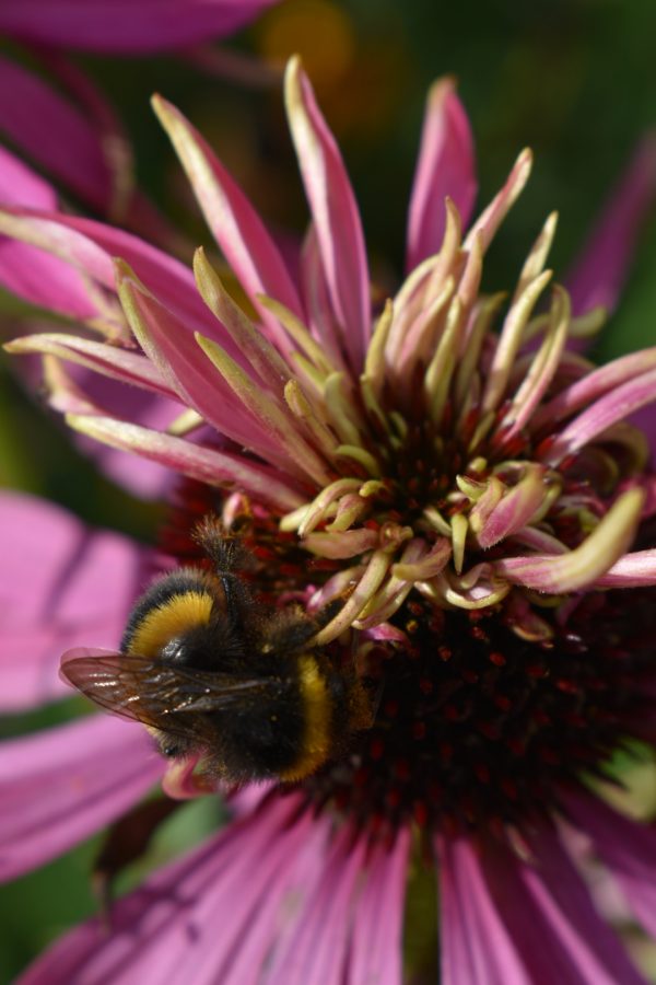 Echinacea purpurea 'Double Decker' | Proctors Nursery