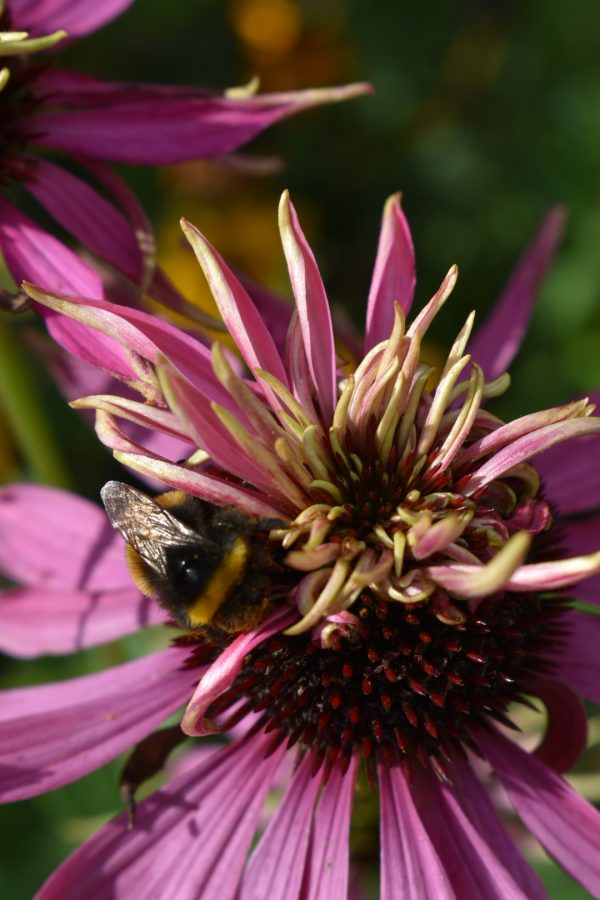 Echinacea purpurea 'Double Decker'