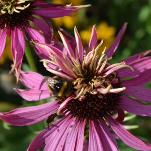 Echinacea purpurea 'Double Decker'